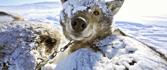 Как и какво да изолираме будка за зима вътре в снимката