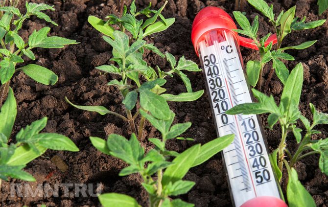 Отопление на индустриални оранжерии с нагревателен кабел